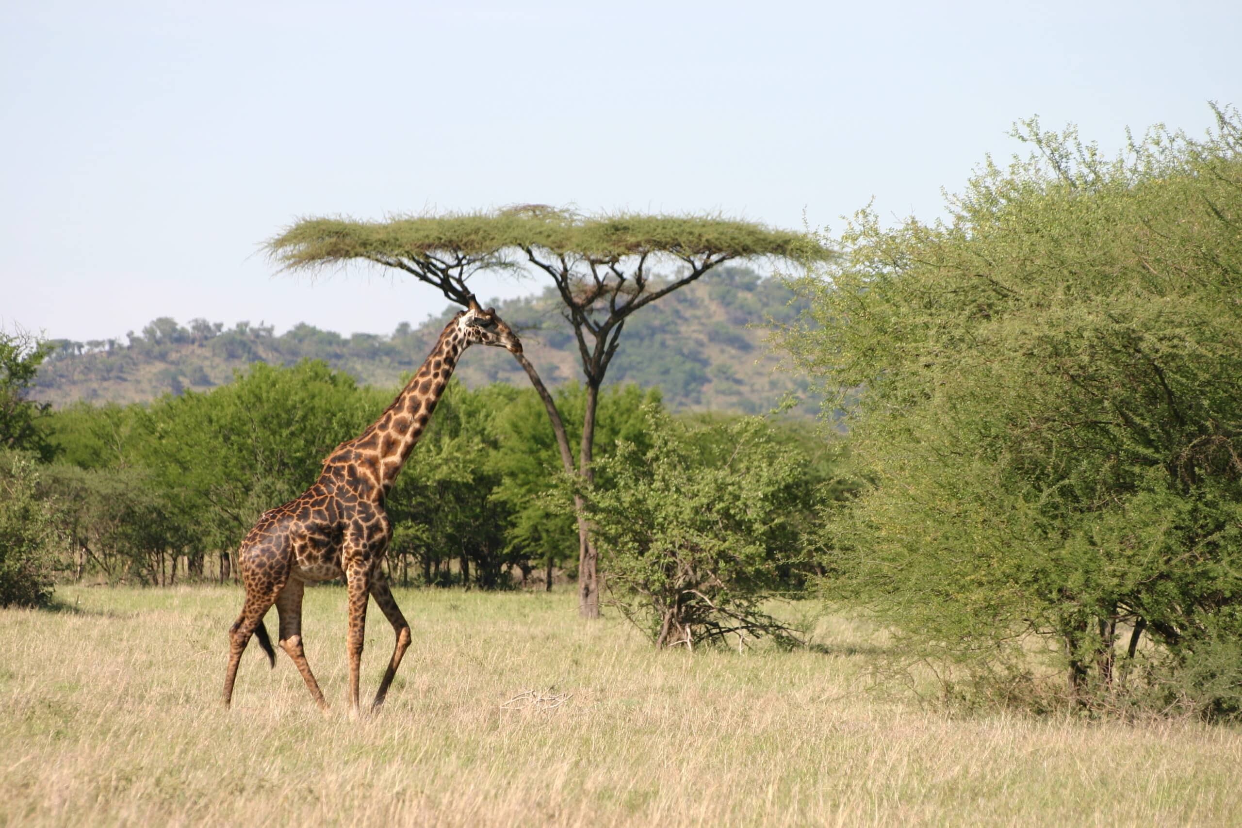 Giraffe in der Savanne der Serengeti in Tansania
