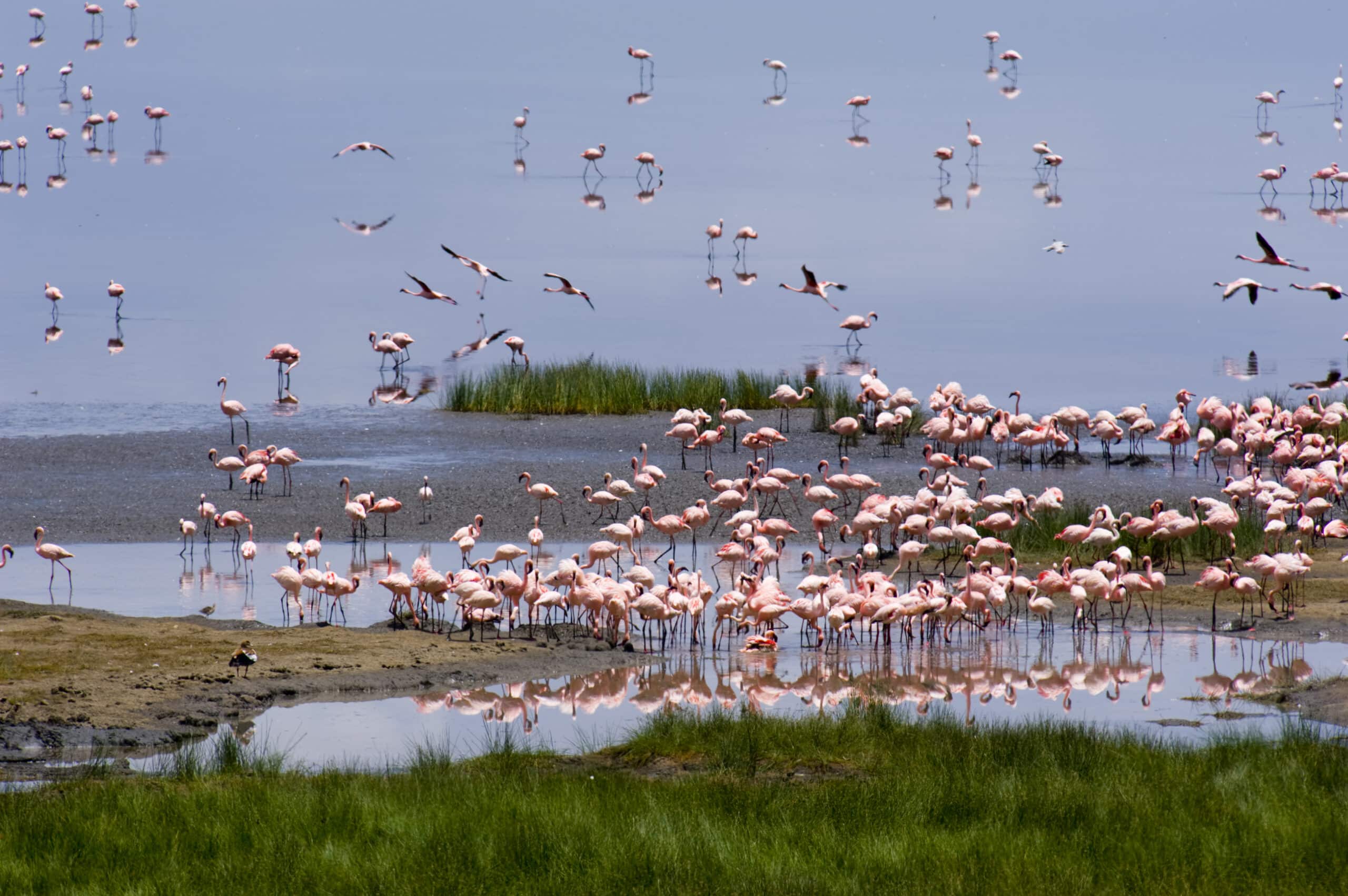 Lake Nakuru