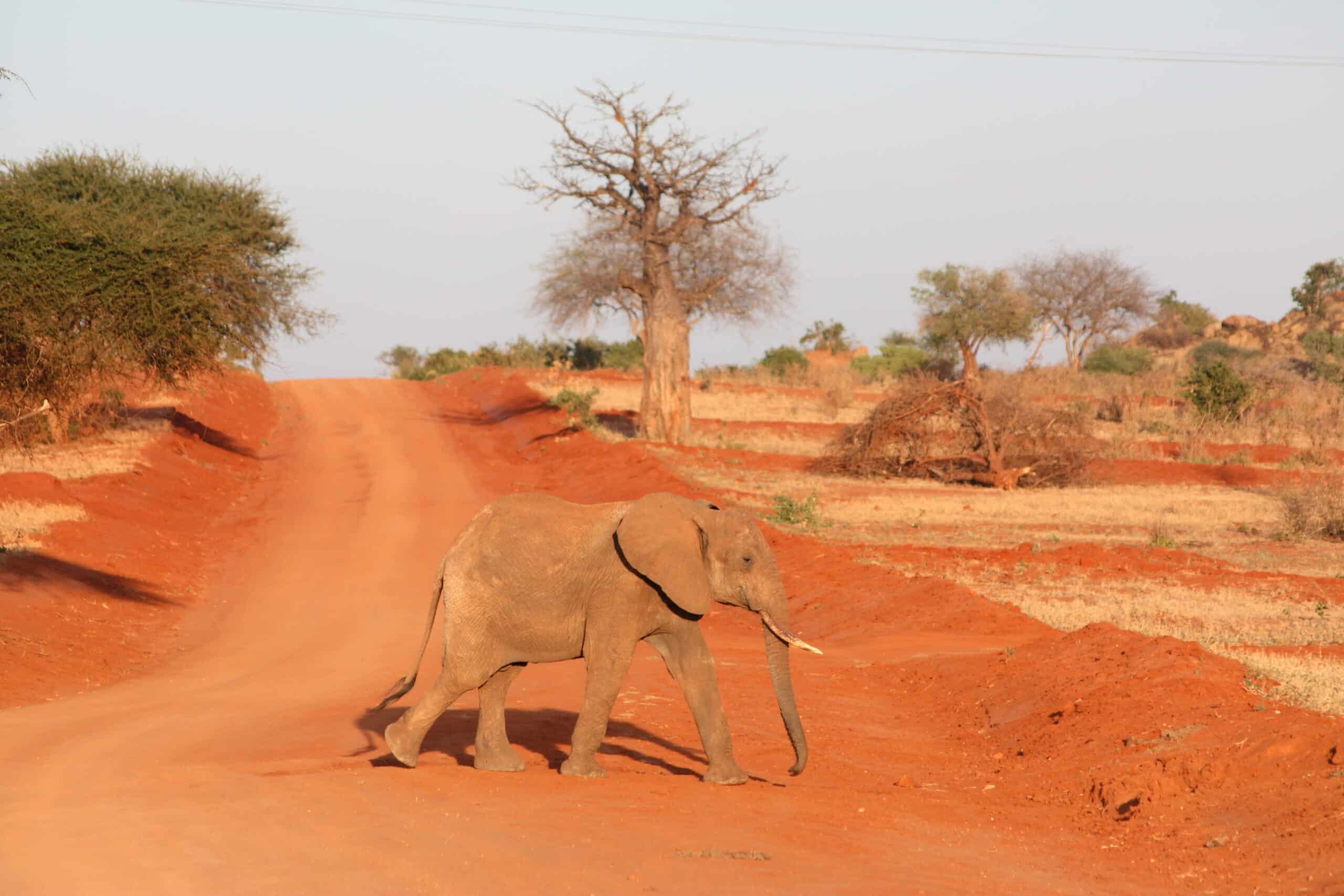 Junger Elefant im Tsavo Ost Nationalpark in Kenia
