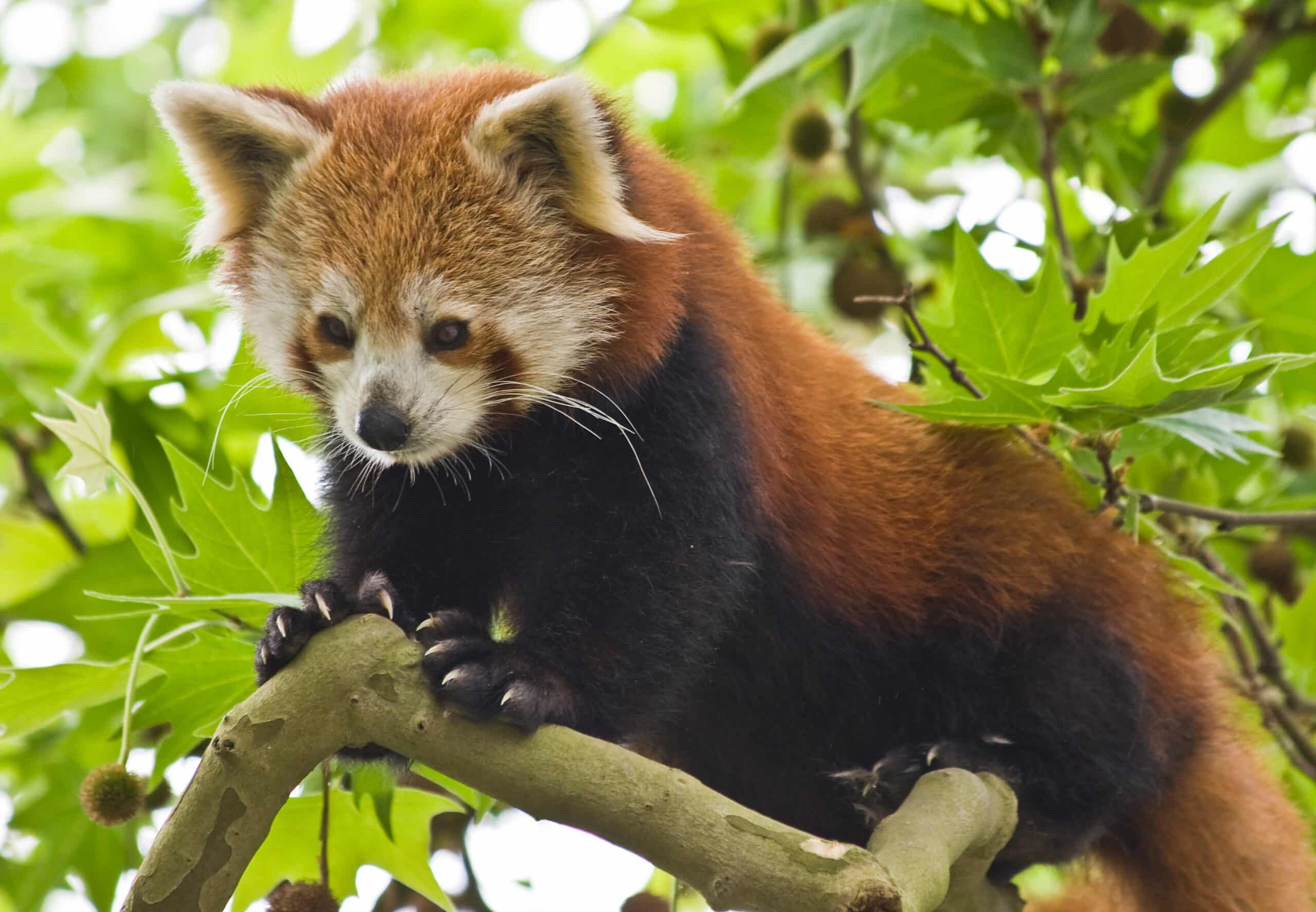 Roter Panda als Naturerlebnis für Familien in Bhutan
