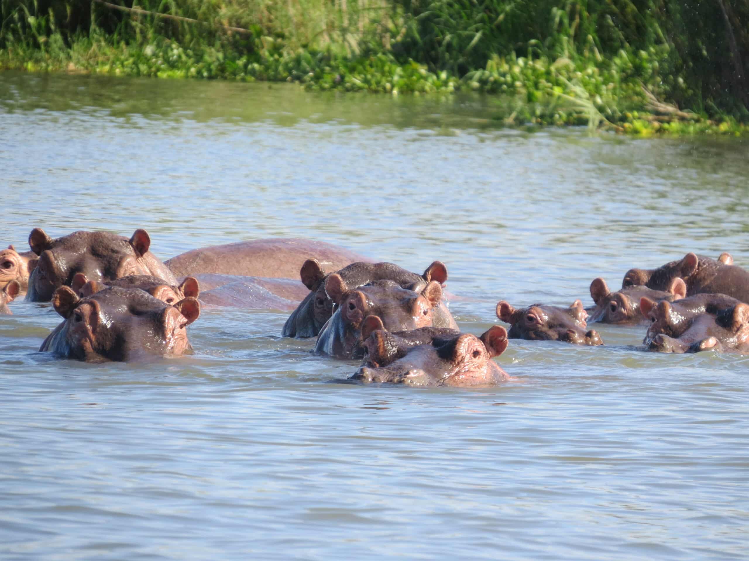 Malawi liwonde boot hippo