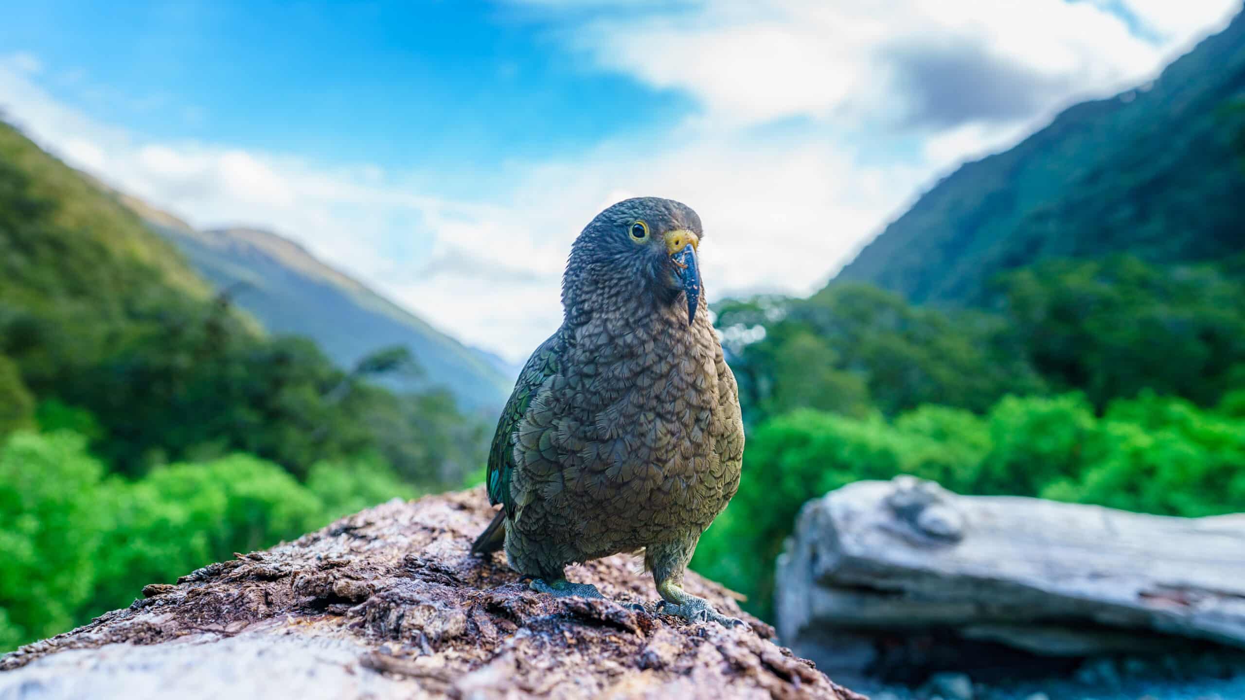Neuseeland individualreise KeaPapagei