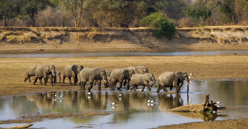 Sambia luangwa elefanten