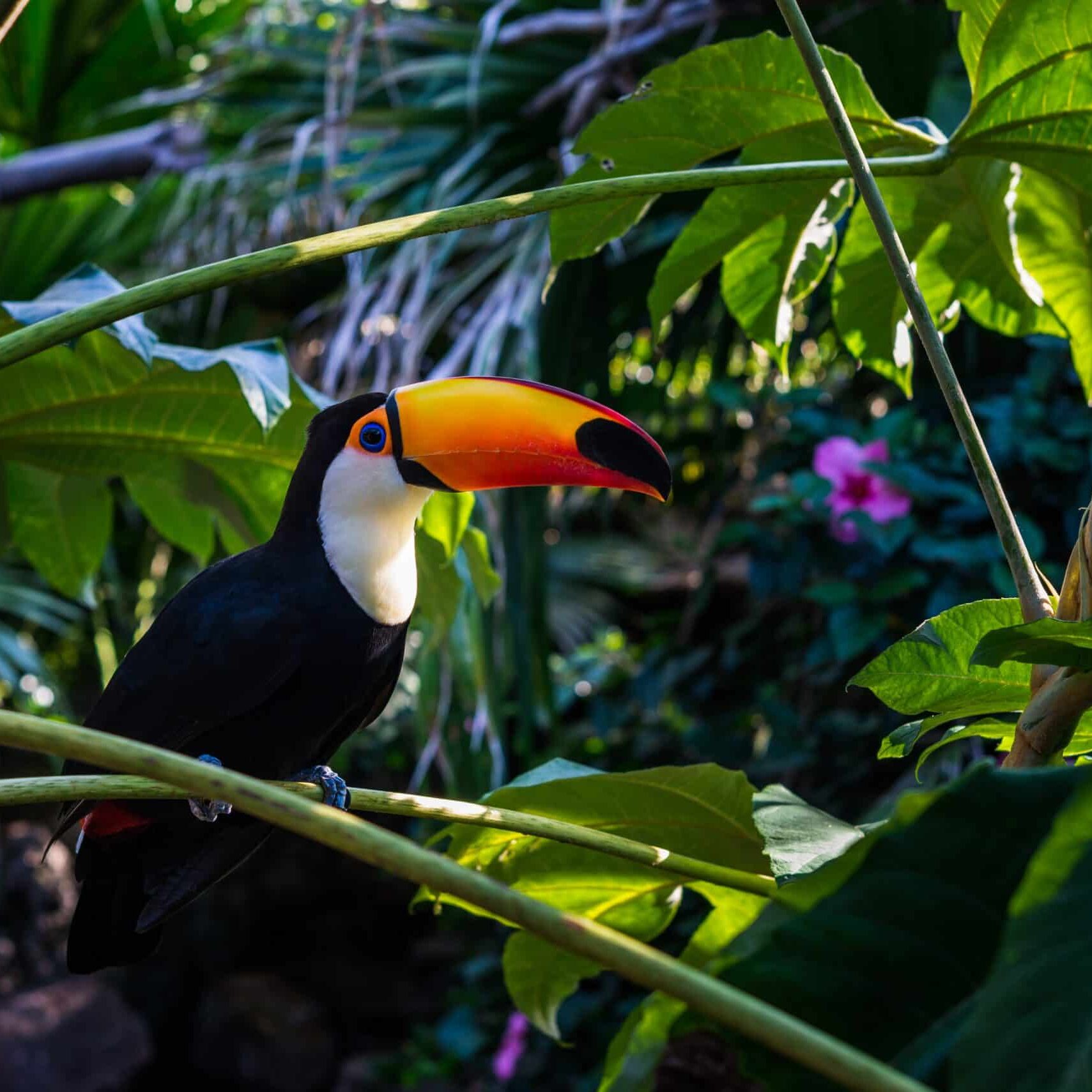 Amazonasregion_Gruppenreise_Regenwald