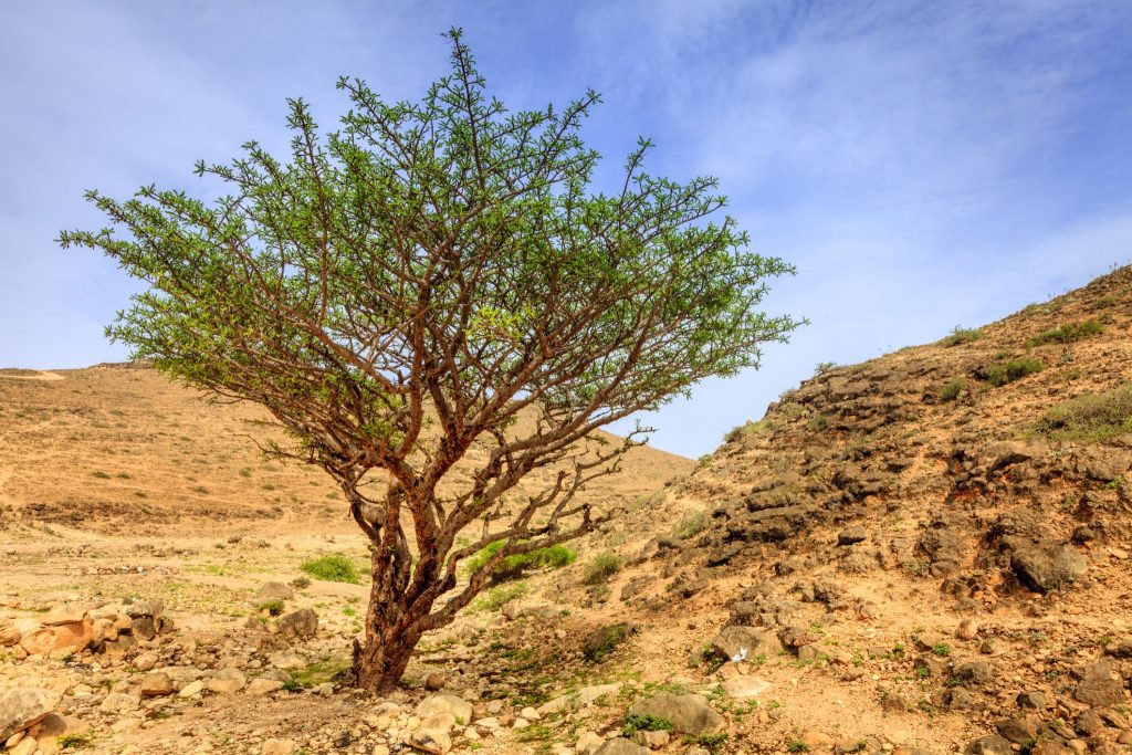 DHOFAR