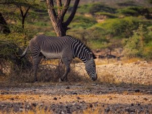 Zebra in der Savanne von Kenia