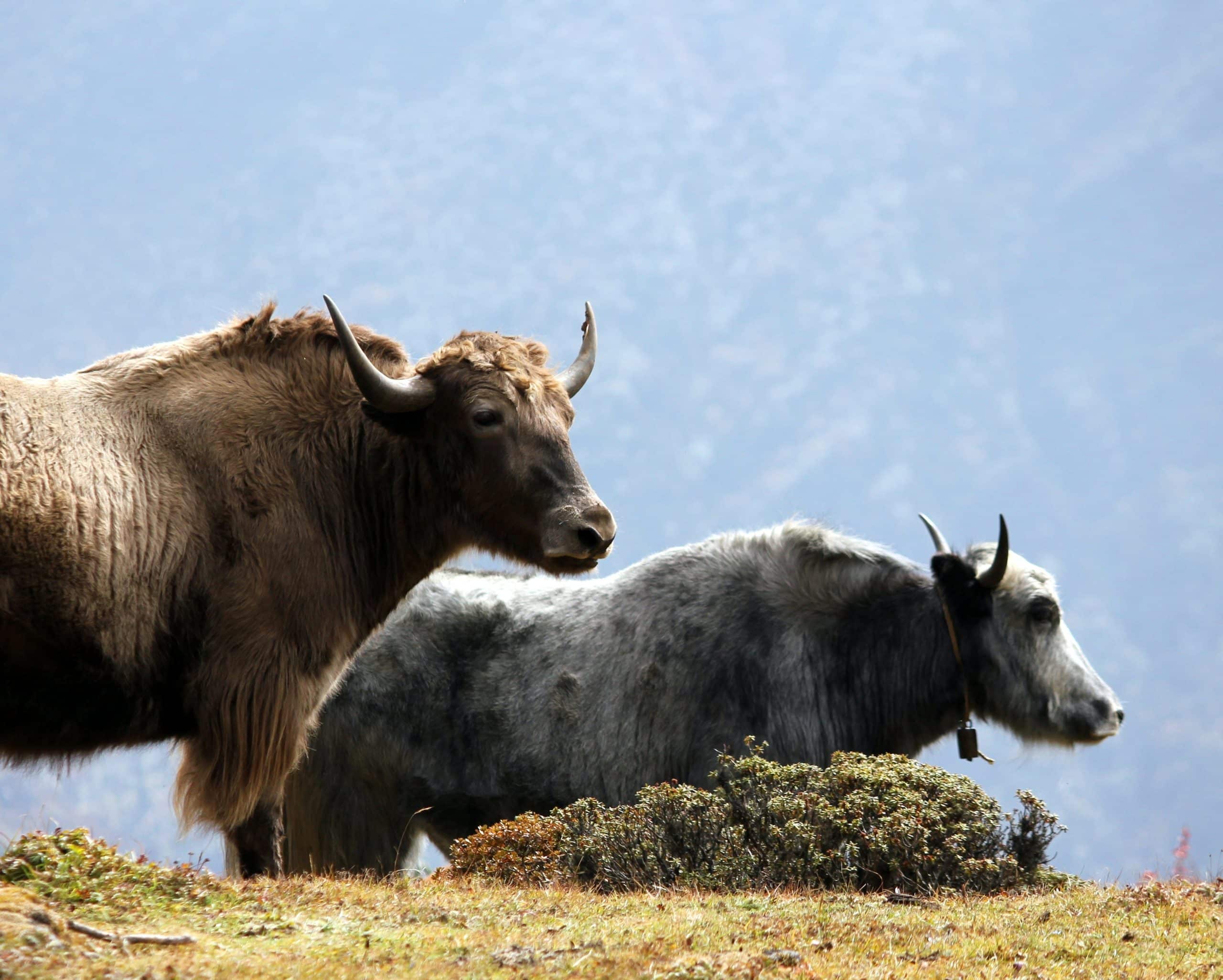 Yaks in der Berglandschaft Bhutans