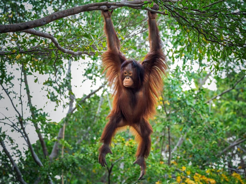 ORANGUTAN