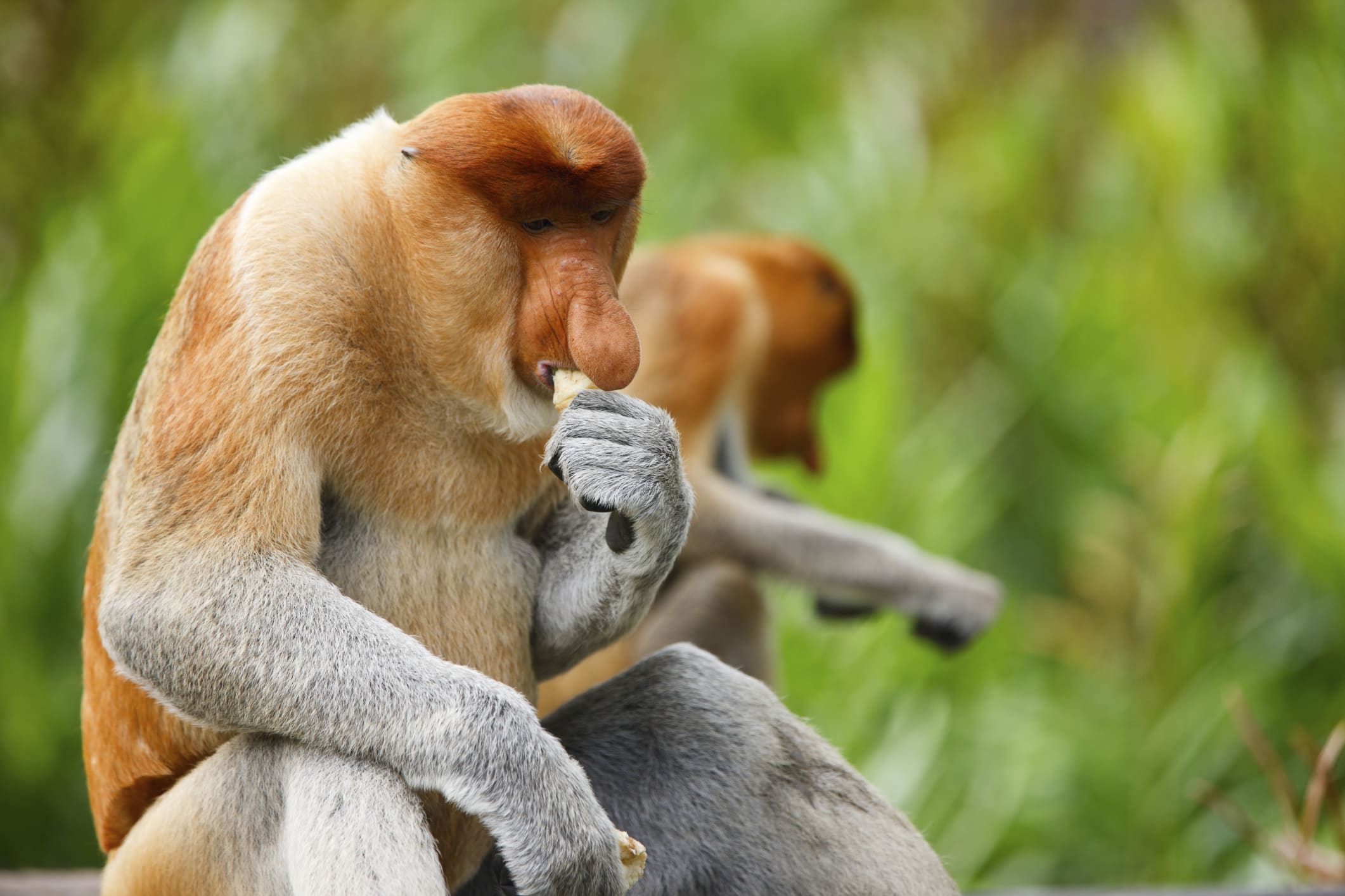 Nasenaffe im Regenwald von Borneo in Malaysia