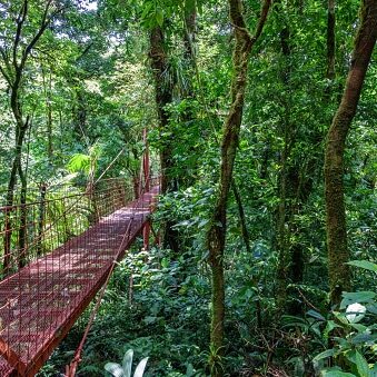 BruCC88ckeimRegenwaldvonMonteverde