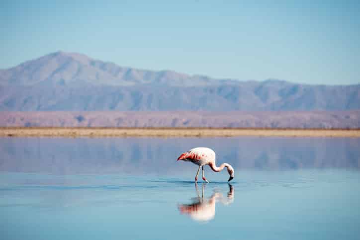 Chile Salar de Atacama gruppenreise