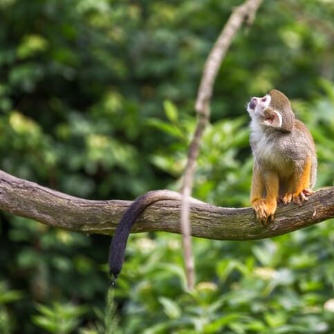 Peru Regenwald Affe