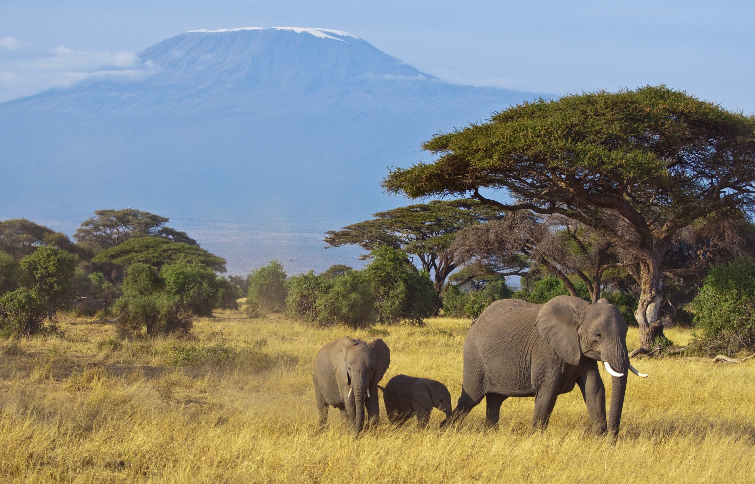 Elefanten vor dem Kilimandscharo im Amboseli-Nationalpark