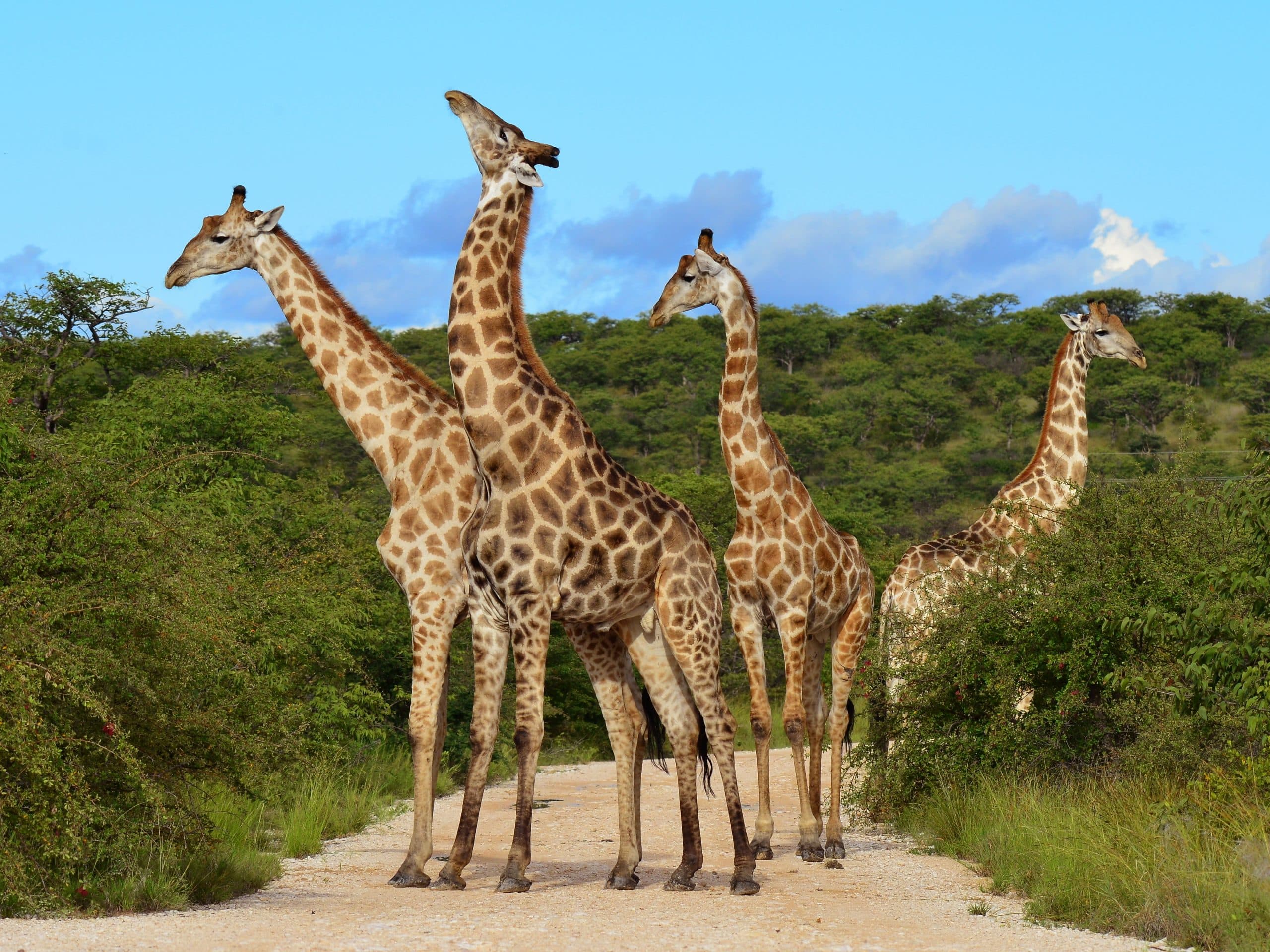 Giraffen auf einer Safari in Kenia