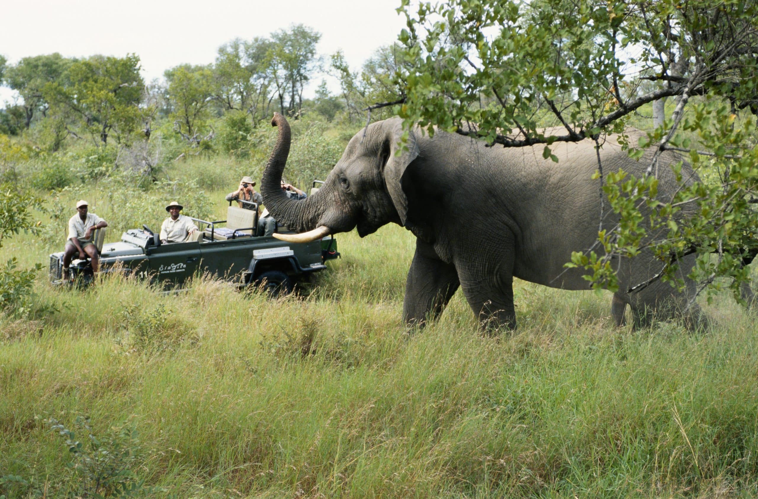 Elefant neben einem Safarifahrzeug in der Serengeti