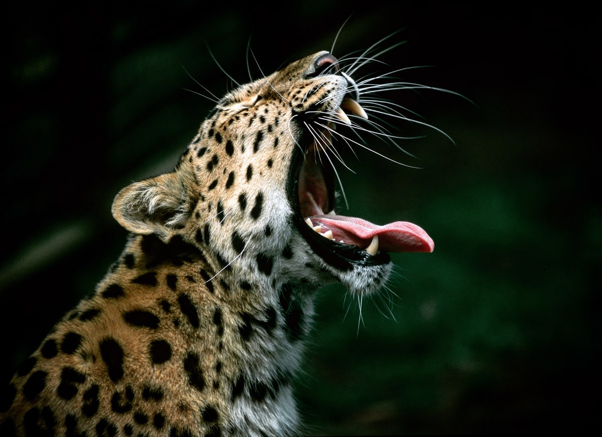 Leopard Zaehne