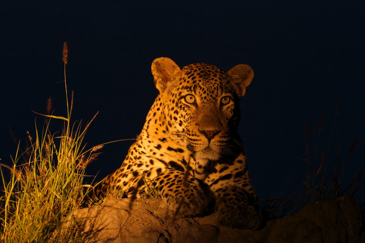 Leopard nachts