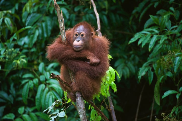 Malaysia Rundreisen