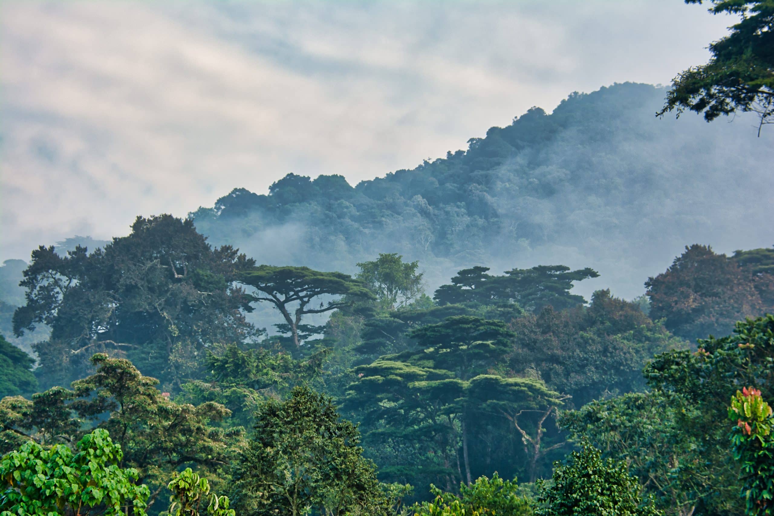 Morgennebel über dem Regenwald des Bwindi-Nationalparks in Uganda