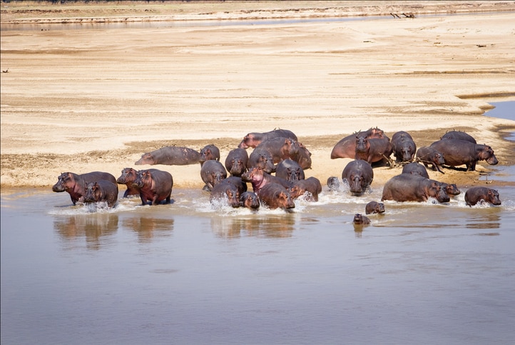 Sambia luangwa hippos
