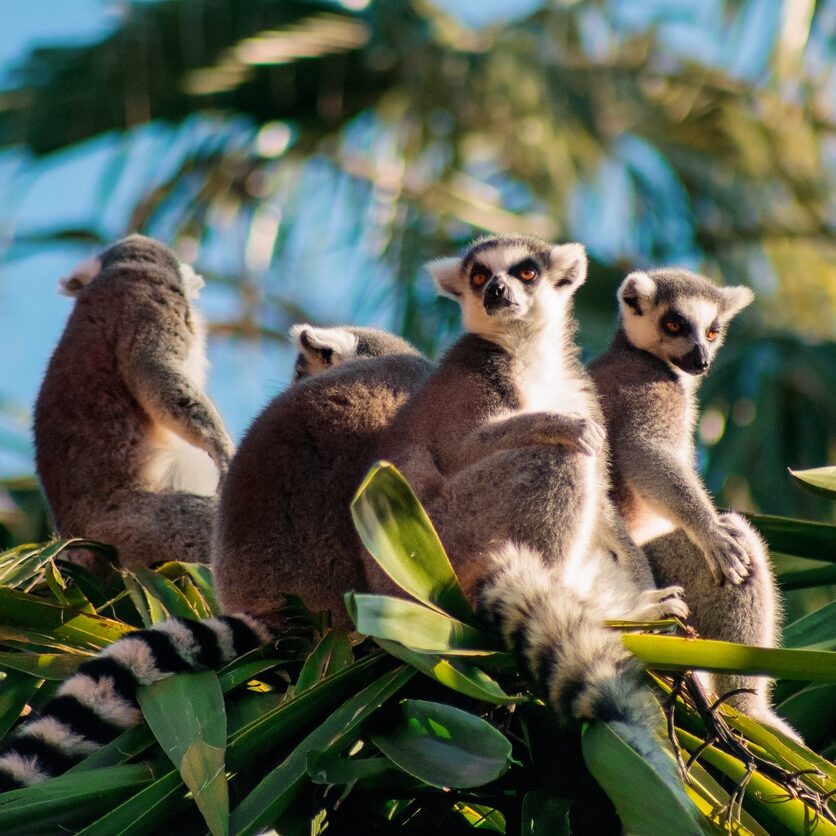 Ring-tailed Lemur (Lemur catta)