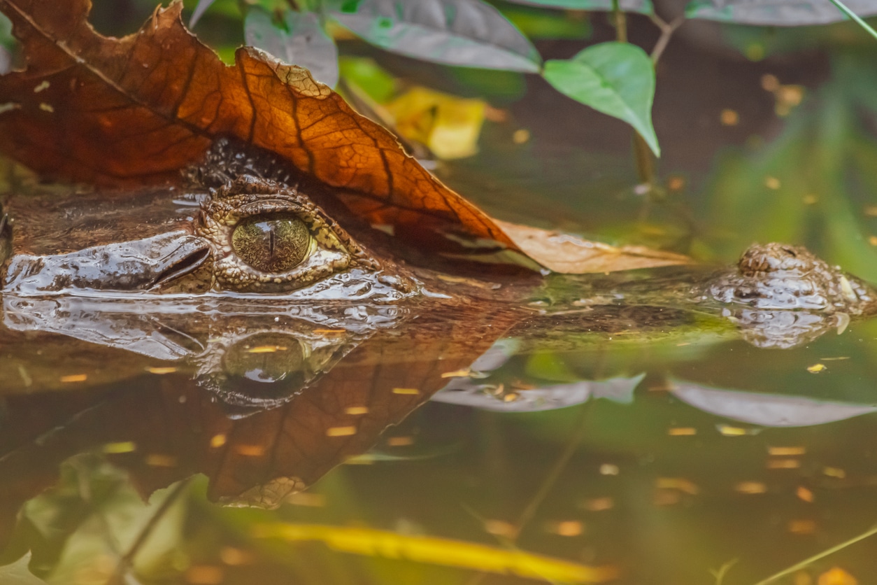 Kaiman im Wasser des Tortuguero-Nationalparks