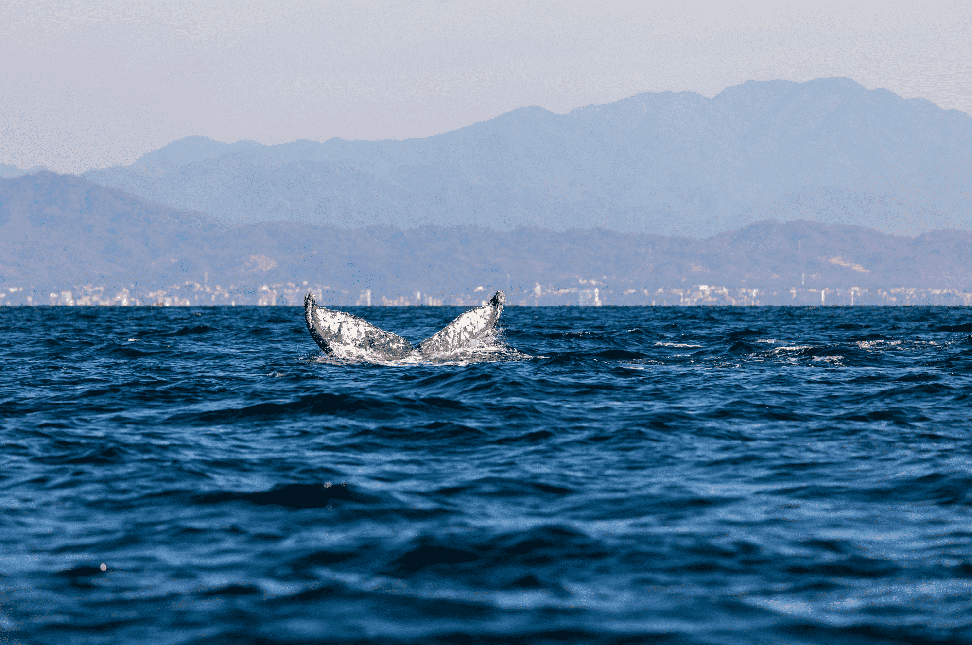 Wal an der Wasseroberfläche vor Costa Ricas Pazifikküste