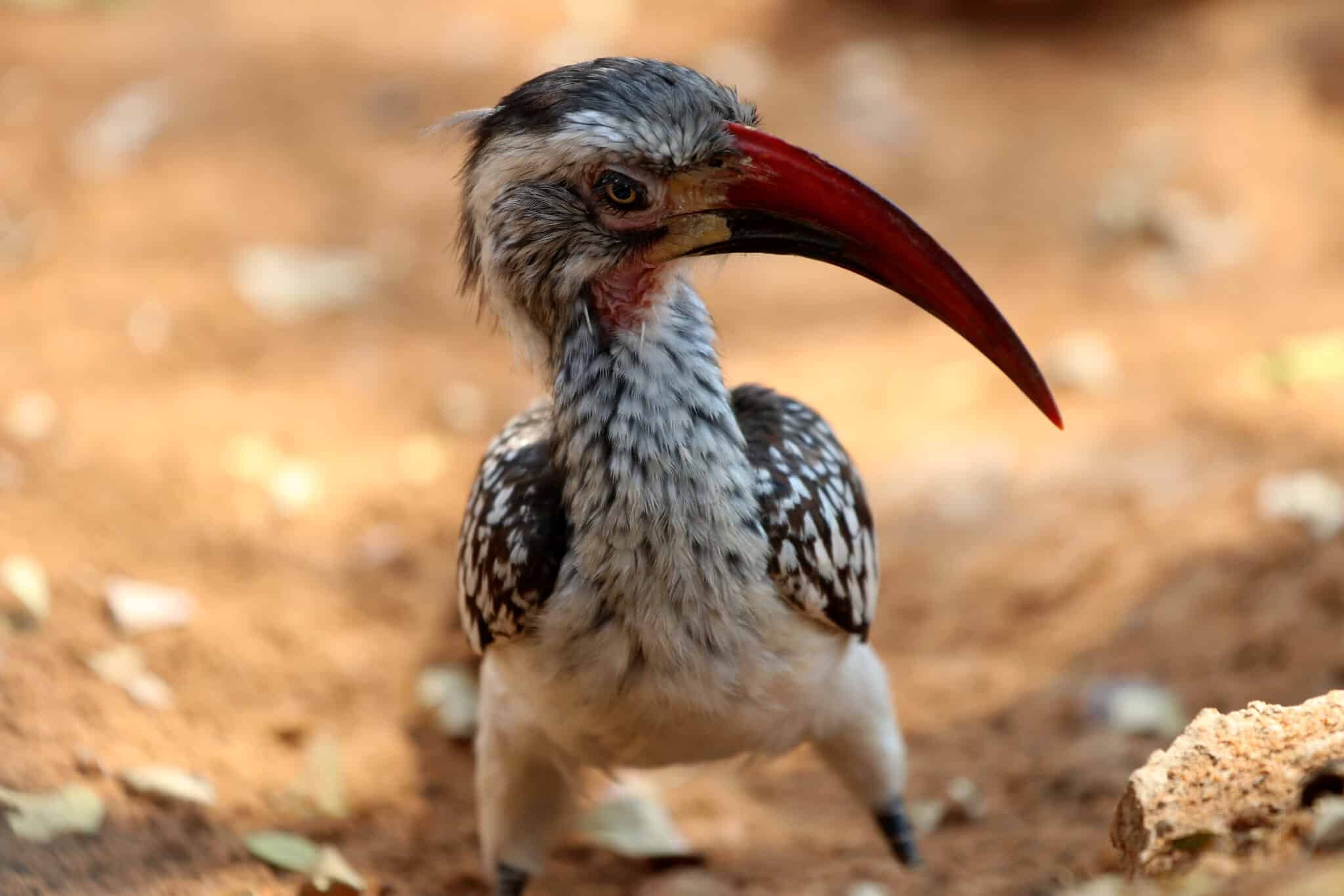 Vogelbeobachtung In Afrika Diese V gel Begleiten Sie