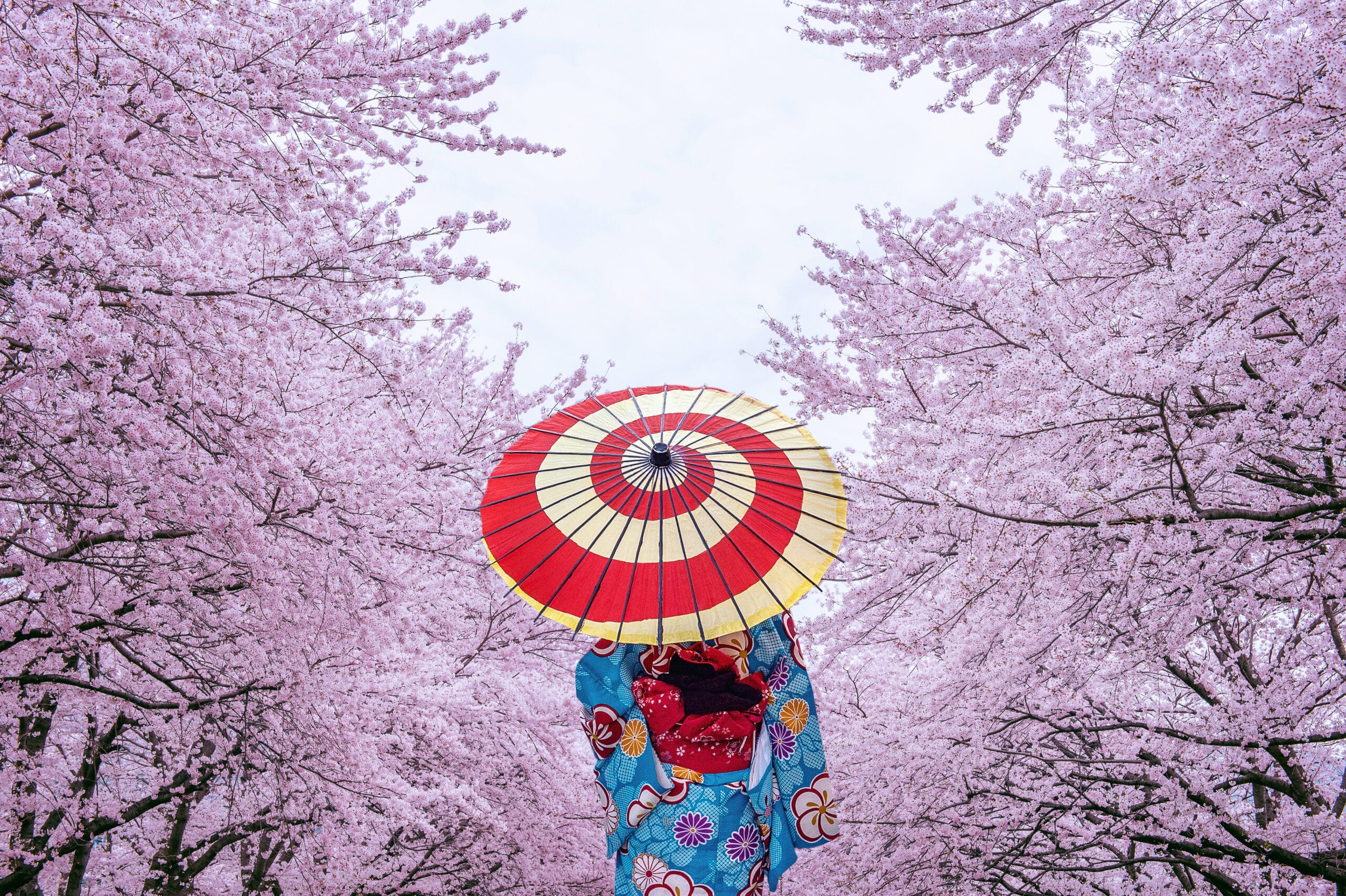 Kirschblüte in Japan mit Tempel und Frühlingslandschaft