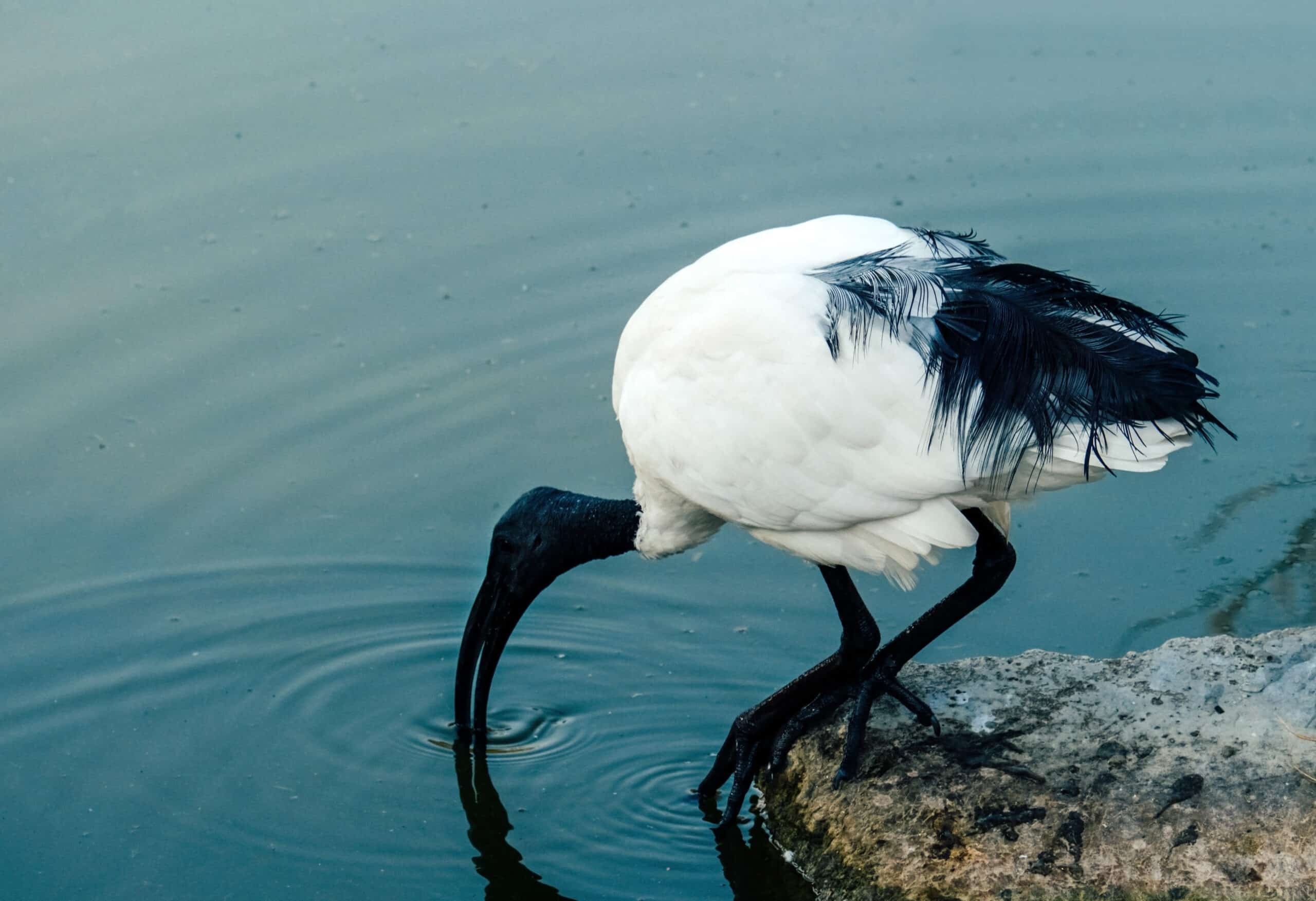 Heiliger Ibis an einem Gewässer in Afrika