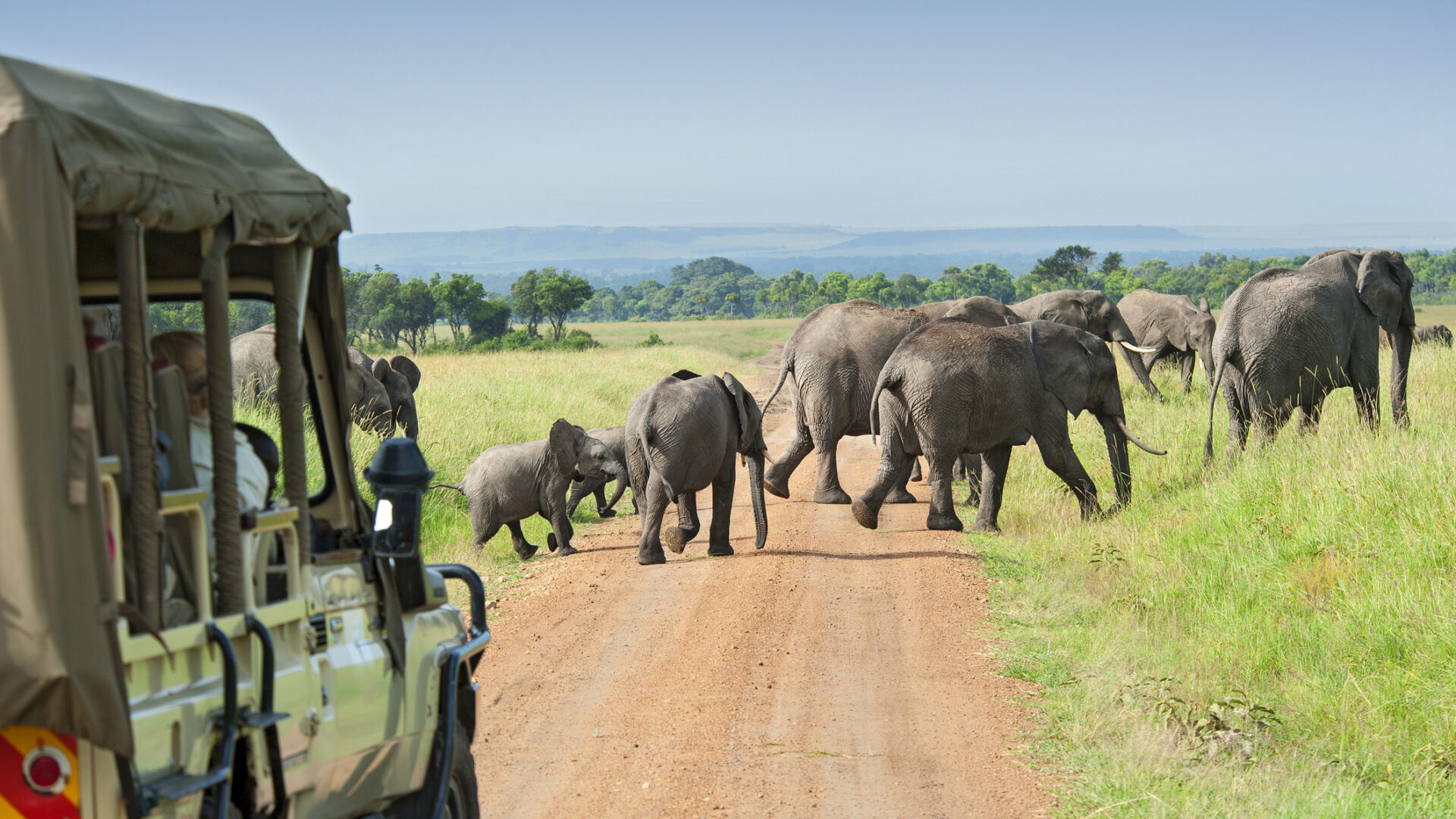 Ein Safarifahrzeug wartet auf die Elefanten, die die Straße überqueren.