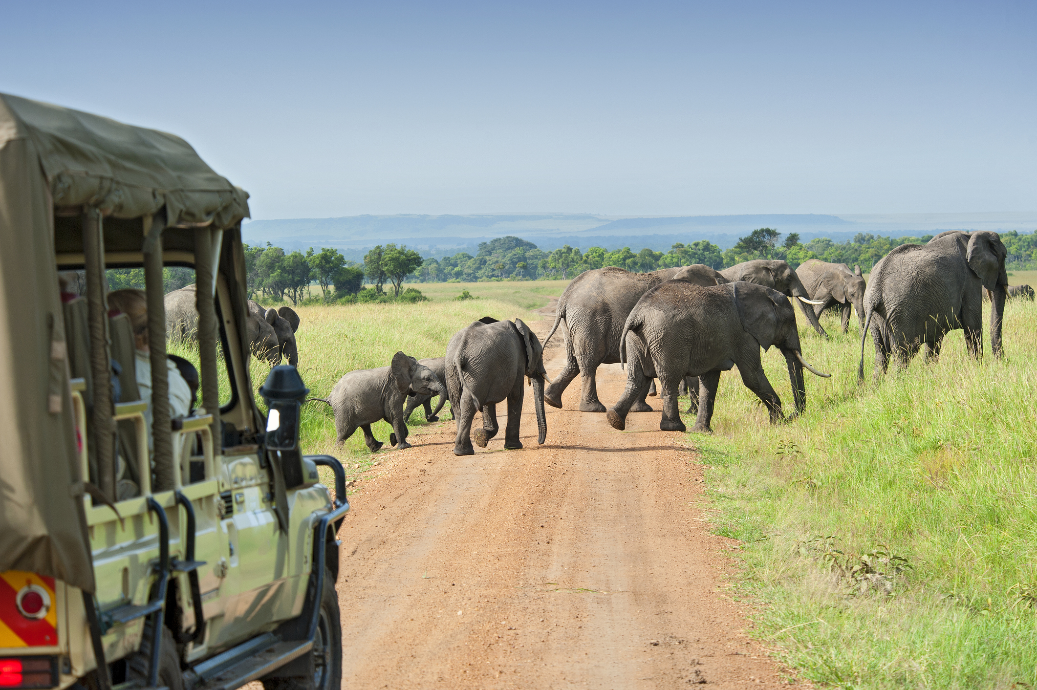Ein Safarifahrzeug wartet auf die Elefanten, die die Straße überqueren.