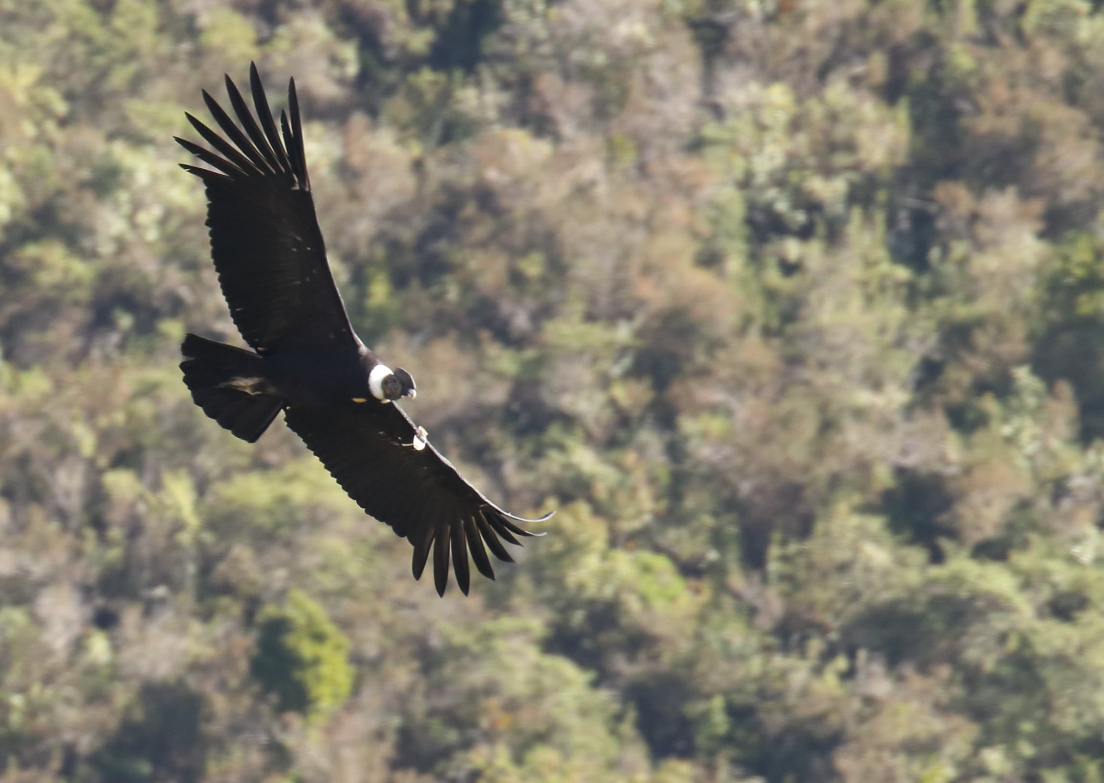 Farbenprächtiger Vogel im Nebelwald von Ecuador