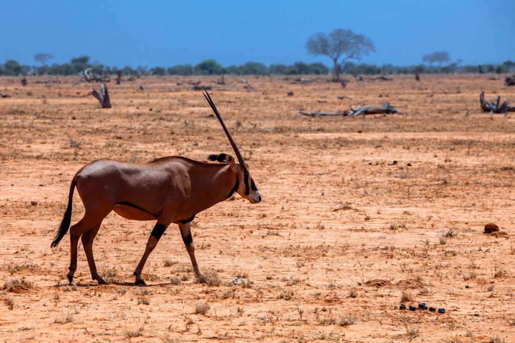 Gemsbock (Oryx) in der Wildnis