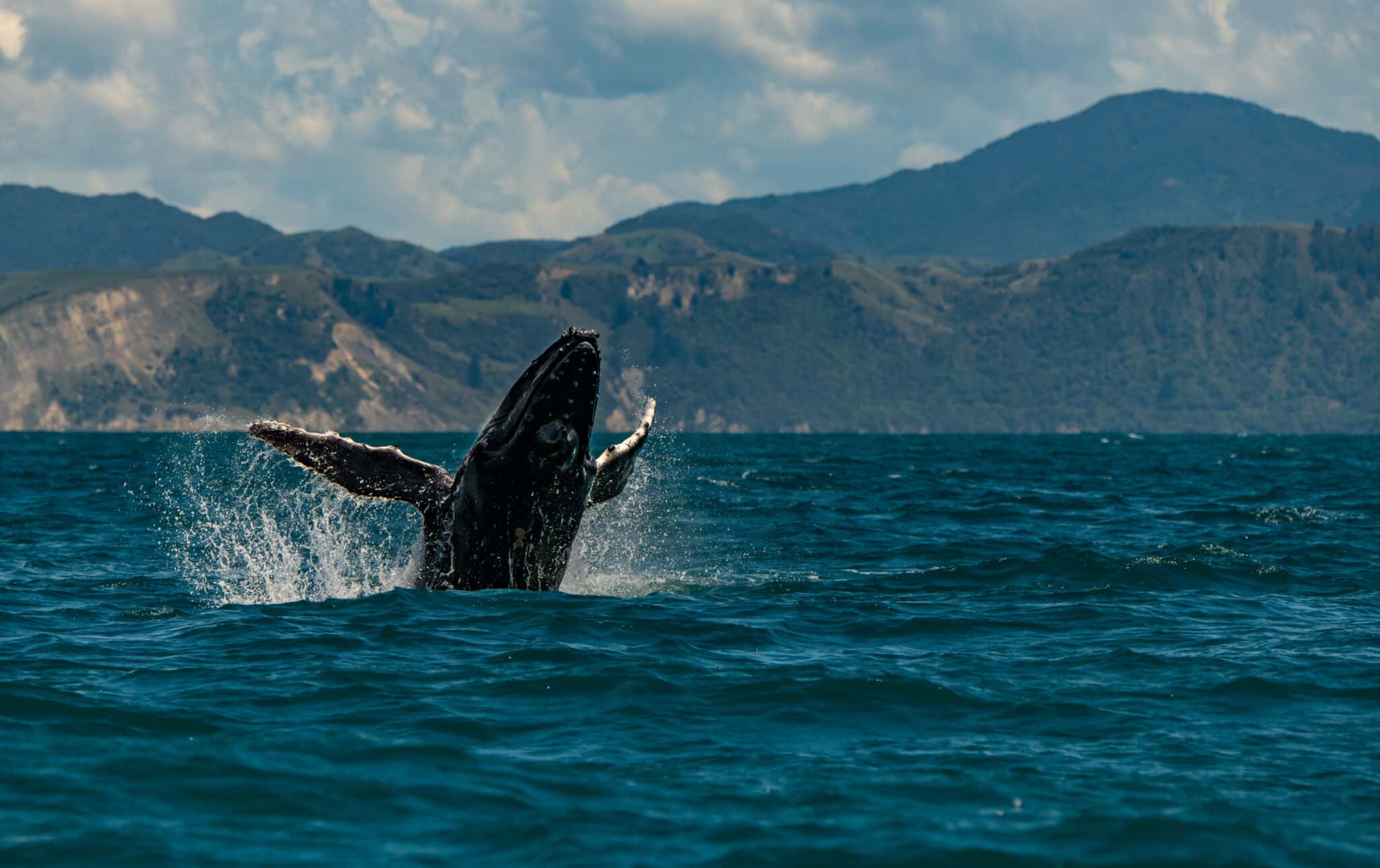 Diese Tiere gibt es nur in Neuseeland