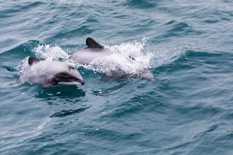 Diese Tiere gibt es nur in Neuseeland