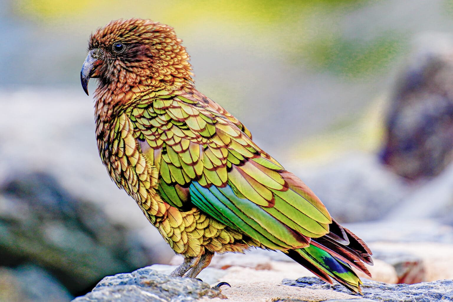 Welche Tiere Gibt Es In Neuseeland natuerlich.reisen