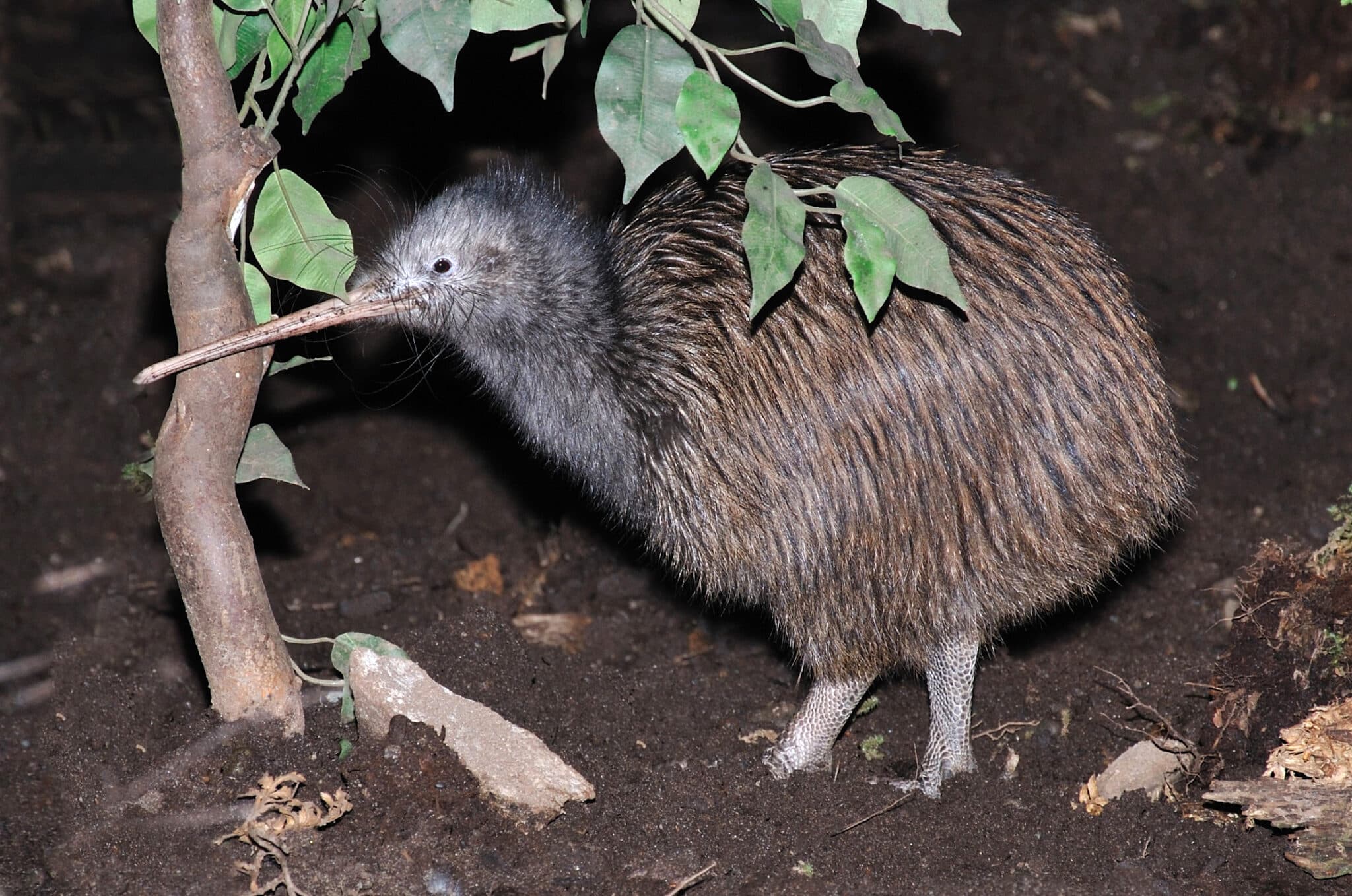 Welche Tiere Gibt Es In Neuseeland