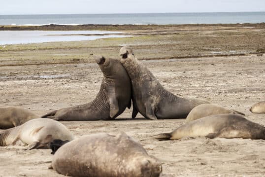 Diese Tiere gibt es nur in Neuseeland
