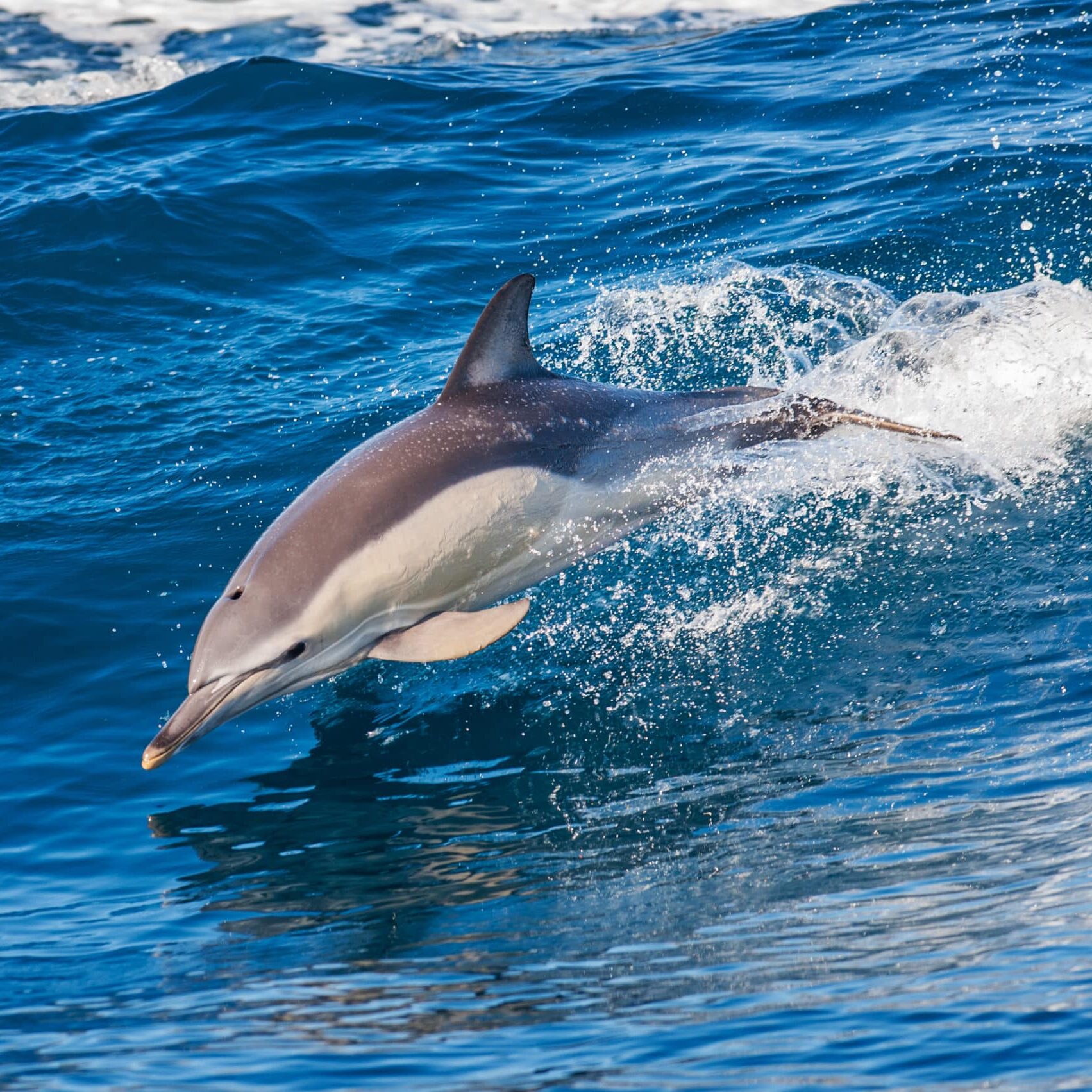 Blau Weißer Delfin Azoren