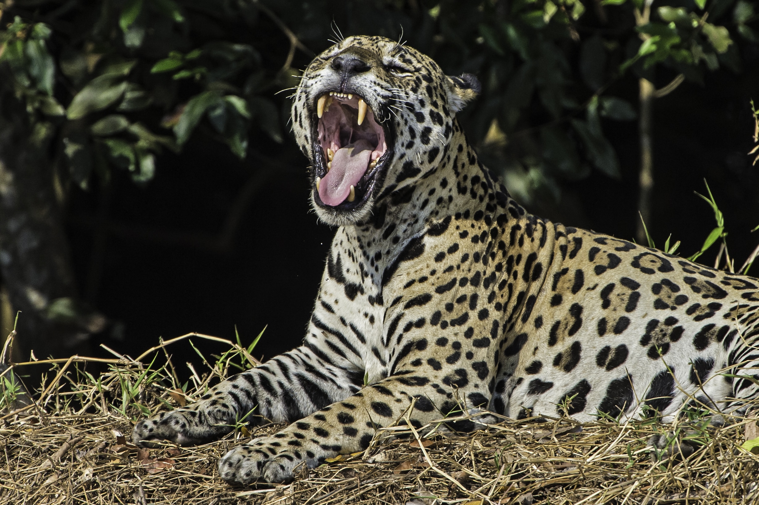 Jaguar mit geöffnetem Maul und sichtbaren kräftigen Eckzähnen