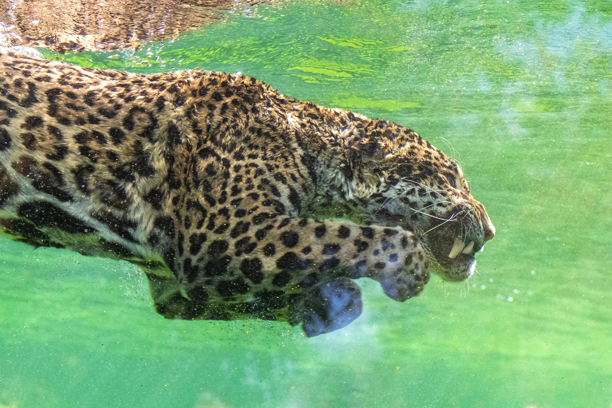 Jaguar schwimmt sicher durch ein Gewässer in seinem natürlichen Lebensraum