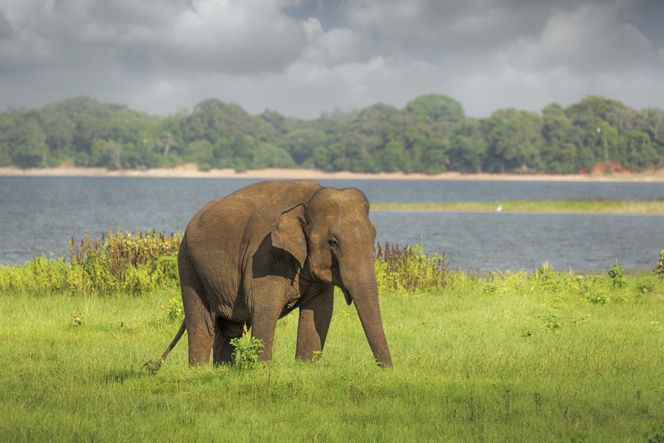 Sri-Lanka-Elefant am Wasser im Minneriya-Nationalpark