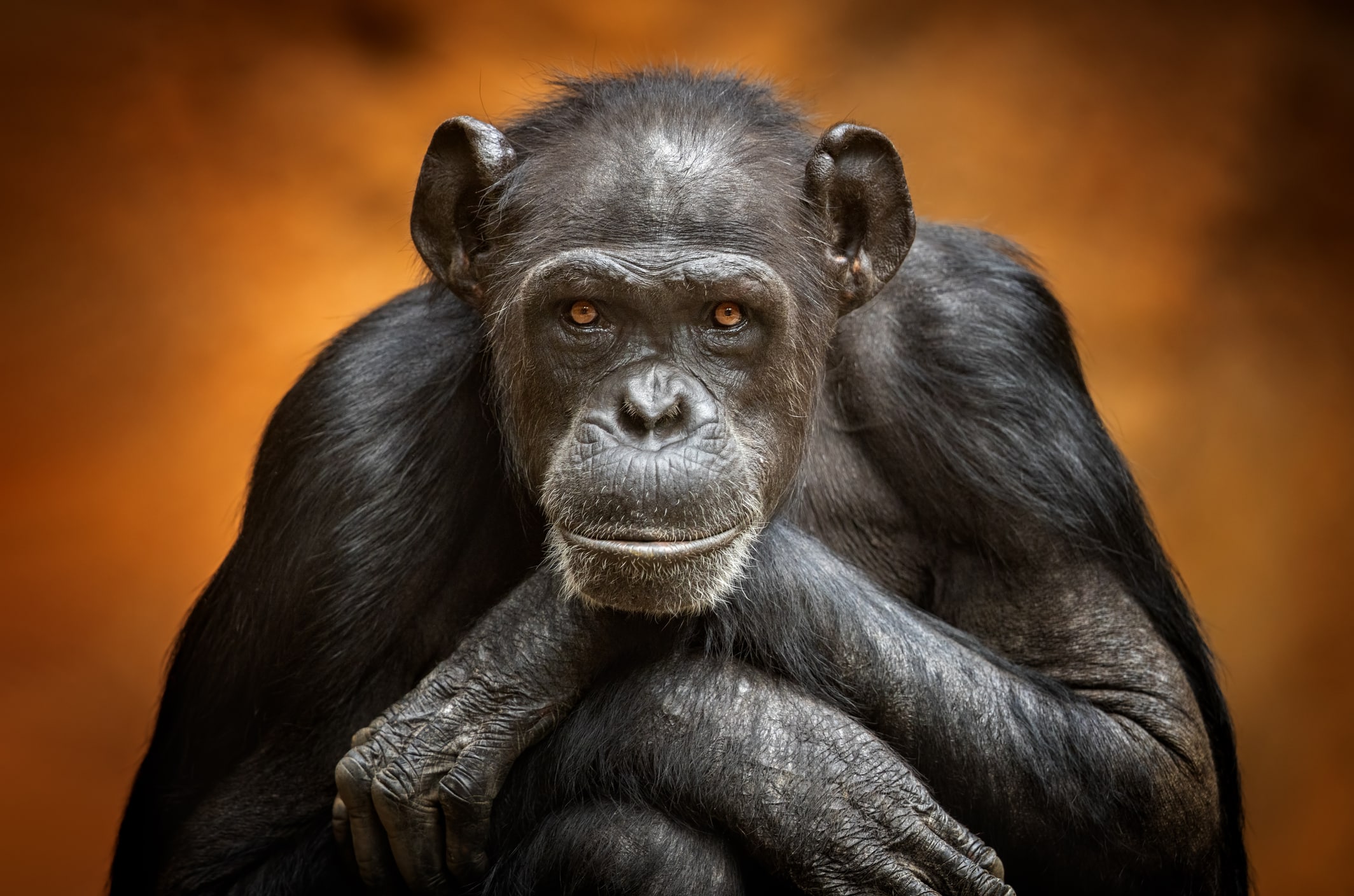 Verschiedene Tierarten als Beispiele für tierische Intelligenz