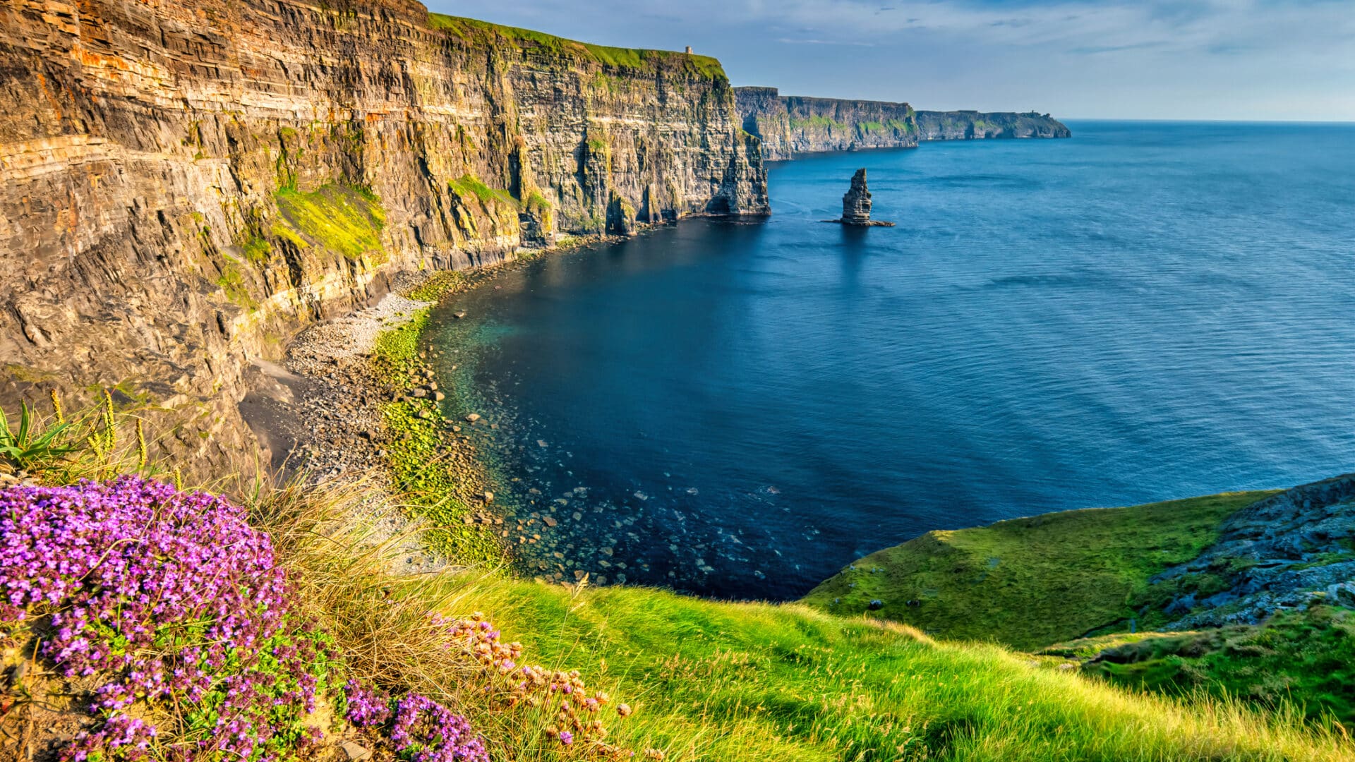 Flowers at Cliffs of Moher Ireland