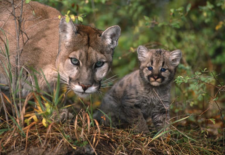Tierportrait Puma: Der Größte der Kleinkatzen