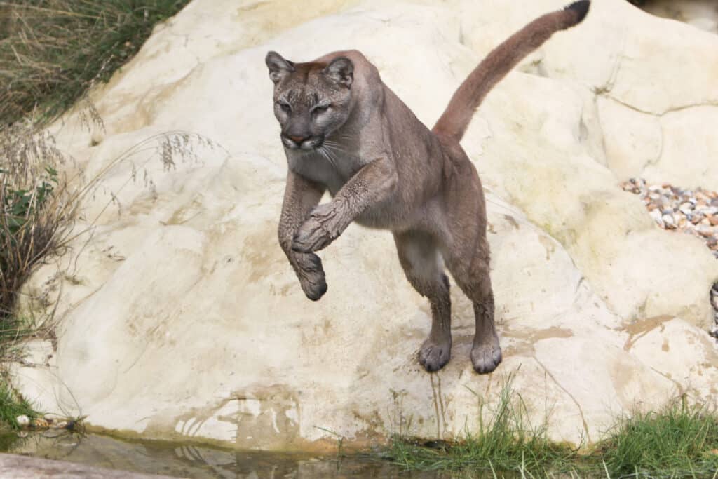 Tierportrait Puma: Der Größte der Kleinkatzen