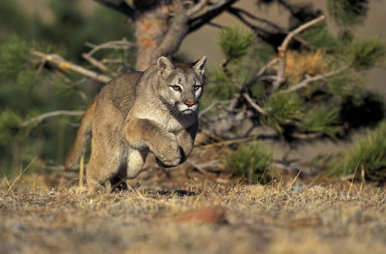 Tierportrait Puma: Der Größte der Kleinkatzen