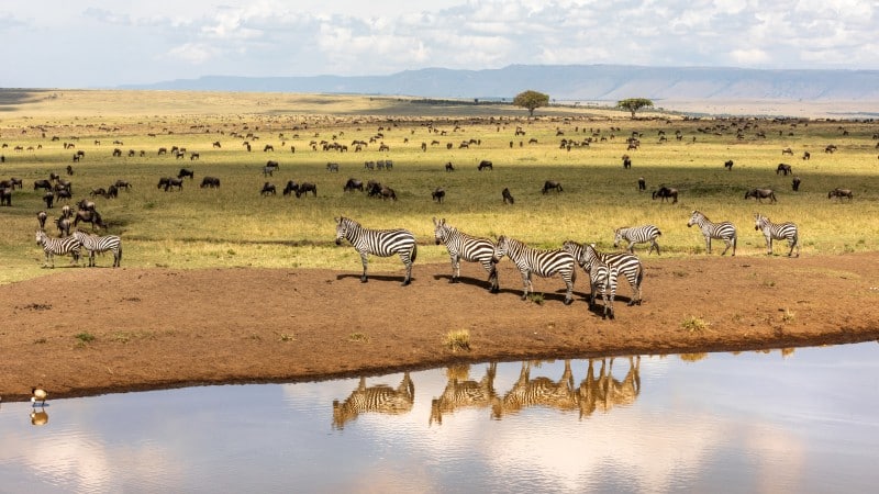 Zebra-Masai Mara-Kenia
