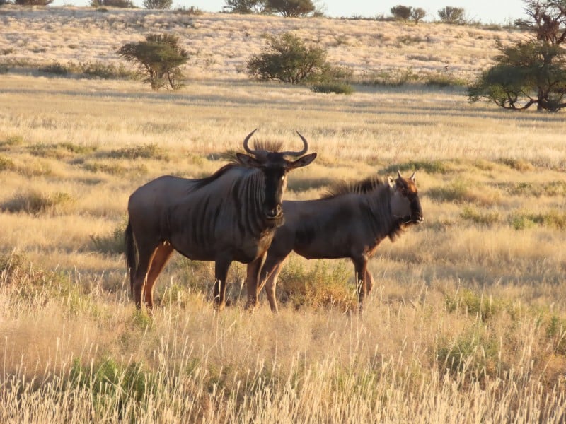 Gnus - Kalahari - Namibia